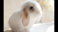 家里可以养小白兔吗？