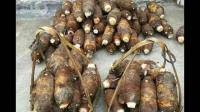 福建龙岩市长汀县2022年槟榔芋种植共有多少亩