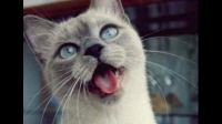 猫咪呼吸困难张着嘴喘气是什么原因？