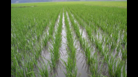 中稻直播种植时间与技术