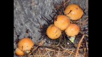 树根下群生黄色蘑菇，啥蘑菇？