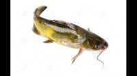请问这种黄色淡水鱼是什么鱼？