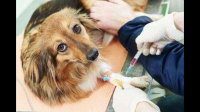 狗狗得细小怎么在家治疗，去医院大几千加上疫情没生意家里已经很拮据了......