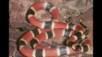 蓝色蛇头，中上部为红色跟白色相接，后部为黑色，尾部红白黑相接的蛇是什么蛇