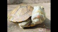 巴西龟是不是得了白眼病？