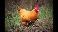 高温季节给下蛋的母鸡剪了羽毛 吹冷风 喂冷冻饲料 突然拉稀站不起来了，为什么？