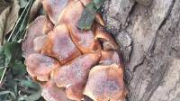 有没有人认识这个蘑菇的？？