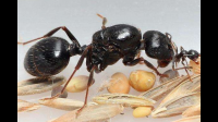 为什么摸了蚂蚁粉就去世