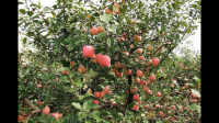 关于苹果树产量下降，配套种植其他农作物的合理性