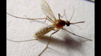 华南地区为什么十月份有蚊子