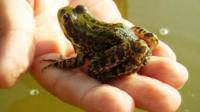 坐标黑龙江，家里小孩抓来一只青蛙，请问是什么青蛙，能养吗？