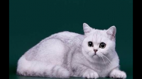 猫有蠕形螨会传染给别的猫吗？