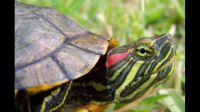 巴西红耳龟得了白眼病有什么廉价高效的治疗办法吗？