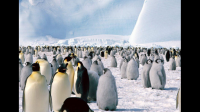 企鹅能够迁移到海南岛生活吗