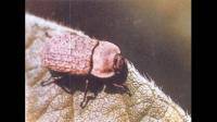 甲虫腹部乱纹黑褐带红还有一个不知道什么的像腿一样还能动的六条腿二触角背部疑似白色绒毛