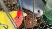黄桃牡丹鹦鹉能近亲繁殖吗？