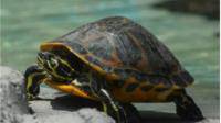 乌龟长寿是否跟血液有关？人的新陈代谢慢了是否也跟长寿有关？