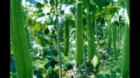 植物能与太阳能和土地能与肥料能是均衡的吗？