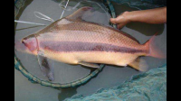 柬埔寨巴沙鱼为什么还没进入中国市场？