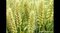 小麦拔节期需要农户做的5件事有哪些？