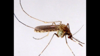 淡色库蚊和普通蚊子的区别