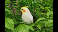 十几天的玄风鹦鹉雏鸟吃了小米不消化能医治吗？