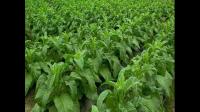 2022年全国烤烟膜下小苗移栽面积是你多少
