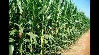 为什么玉米种子每年要配制杂交种，而杂交选育的小麦、大豆等收获的粮食可作为种子用