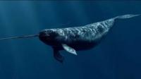 现实中有哪些类似「独角鲸」这样听起来既真实又梦幻的动物？