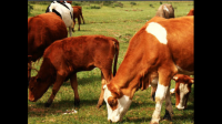 中国牛有哪些品种，适合重庆养殖的有哪些/
