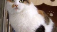 这是什么品种的猫？