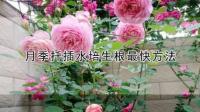 月季扦插用青苔水培生根最快方法？