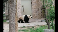 济南野生动物园有大熊猫吗
