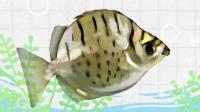 鱼缸养银鼓鱼好养吗水温控制在多少可以和地图银龙混养吗