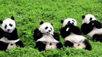 现在人们是怎样保护大熊猫的