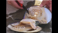 珍珠蚌的肉能吃吗