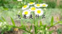 短茎飞蓬是什么？
