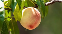 一亩产4000斤的冬桃，1400亩产多少？