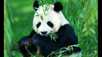 四川都江堰有没有野生的大熊猫？