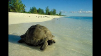 世界上最大最老的乌龟是哪只？