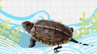 刚出生的小乌龟多久可以下水，非要等肚脐收完在下水吗