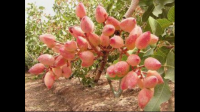 有什么特色果树，规模大不大、对农民增收起到什么样的作用