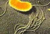 简述丁香假单胞杆菌为什么能够在宿主植物叶片完成定植，以及如何利用三型分泌系统侵染