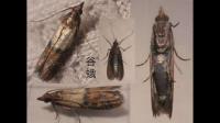家里有很多这种像飞蛾的这是什么虫？？？