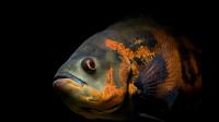 地图鱼和皇冠鱼怎么养能把颜色变得更鲜艳