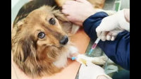 狗打过狂犬疫苗，狗咬了人，狗第二天死了，人打了狂犬疫苗了，人要不要紧