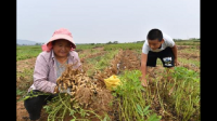 中国的花生种植面积和成熟时间列表