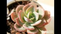 请问如何养护多肉小植物