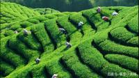我国是茶叶生产大国，在我国十几个省份都种植茶叶。那么，茶叶罐茶叶袋使用什么喷码机比较好呢？