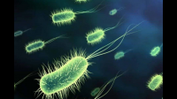 蓝细菌属不属于藻类？